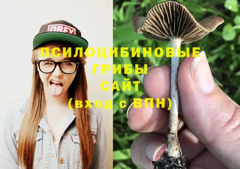 мега онион  Алзамай  Галлюциногенные грибы Cubensis  наркотики 